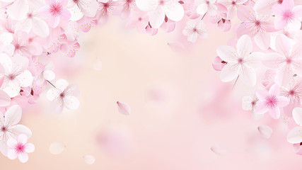 Fototapeta na wymiar Blossoming light pink sakura flowers. Realistic cherry flowers