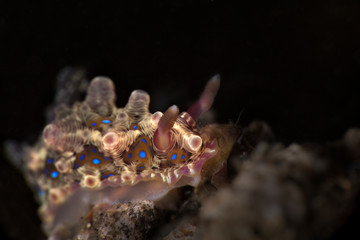 Nudibranch Dendrodoris denisoni . Underwater macro photography from Lembeh Strait, Indonesia