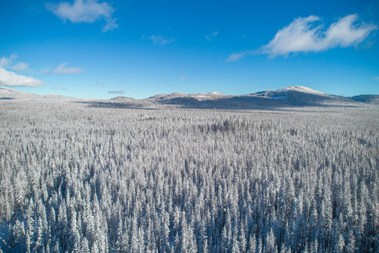 Endless Snowy Tree Tops Oregon