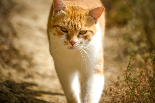 9 788 photos et images de Chat Roux - Getty Images