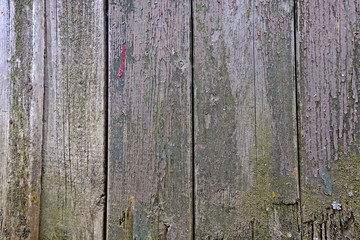 Old wooden boards with traces of paint. Wood texture. Background with a natural pattern. Horizontally. gray and green.