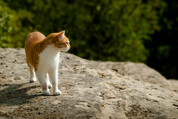 Naklejka na ściany i meble ballade d'un magnifique chat blanc roux sur un chemin de terre avec le regard percent 