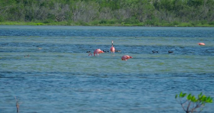 Chilean Flamingo Birds in Lagoon Near Playa Santa Lucia, Cuba