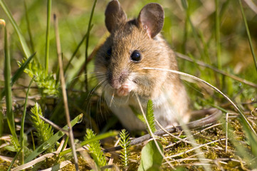 Une mignonne petite souris dans l'herbe verte qui se grignote une graine 
