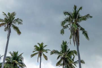 Fototapeta na wymiar Beautiful coconut palms against the sky and clouds on Bali, Indonesia