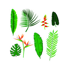 Tropical isolated illustrator flowers and leafs Set. Summer design.