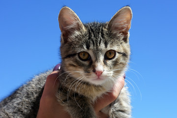 kitten in her arms on a background of blue clear sky