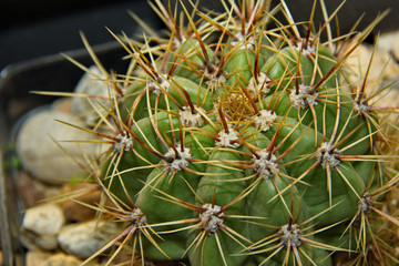 Round cactuses usually grow in Mexico desert field landscape or park garden. Round Mexico cactus with thorns .