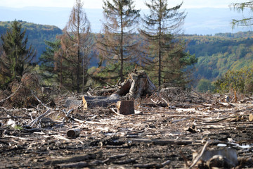 Abgeholzter Wald wegen Trockenheit und Borkenkäfer im Westwerwald bei Höhr-Grenzhausen im Oktober 2019 - Stockfoto