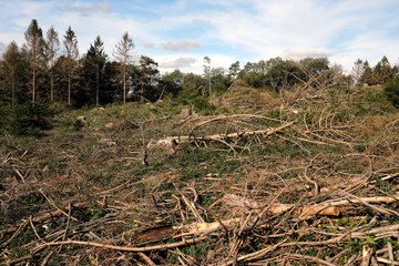 Naklejka na ściany i meble Abgeholzter Wald wegen Trockenheit und Borkenkäfer im Westwerwald bei Höhr-Grenzhausen im Oktober 2019 - Stockfoto