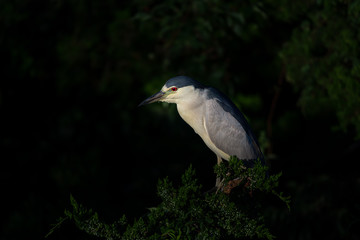 A Black-crowned Night Heron perched in the shadows.