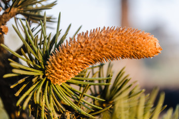 The green canopy of pine cones with young flowers