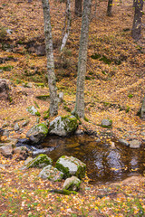 Creek crossing a birch grove