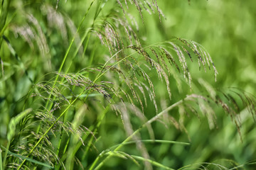 ears of grass on a green background