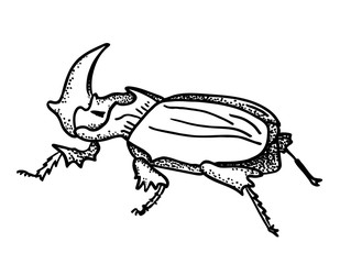 Rhinoceros beetle. Black line hand drawing image.