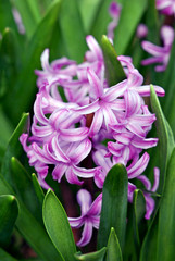 Hyacinth blossoms nestled in the foliage.