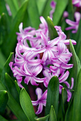 Obraz premium Hyacinth blossoms nestled in the foliage.