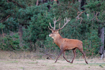 Red deer stag in rutting season in the forest of National Park Hoge Veluwe in the Netherlands