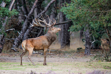 Red deer stag in rutting season in the forest of National Park Hoge Veluwe in the Netherlands