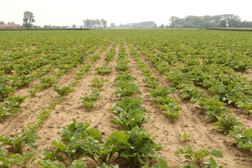 Fototapeta na wymiar a field with long rows little green sugar beets in the dutch countryside