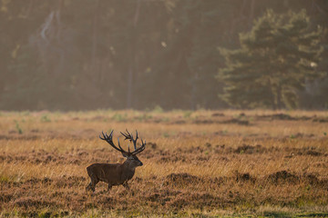 Red deer stag in rutting season in the forest of National Park Hoge Veluwe in the Netherlands