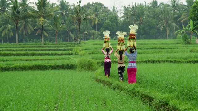 Balinese rice field offering women carrying fruit baskets