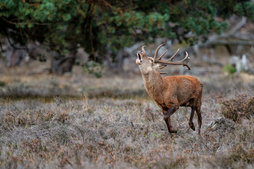 Red deer stag in rutting season in the forest of National Park Hoge Veluwe in the Netherlands