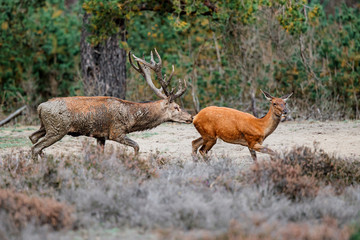 Red deer stag chasing a female in rutting season in the forest of National Park Hoge Veluwe in the Netherlands