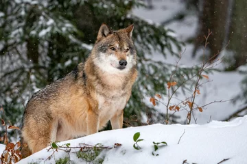 Fotobehang grey wolf in the snow © Andrea Izzotti
