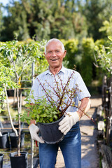 Naklejka na ściany i meble Senior man tending plants in garden