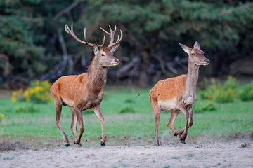 Naklejka na ściany i meble Red deer stag chasing a female in rutting season in the forest of National Park Hoge Veluwe in the Netherlands