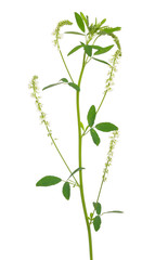 Melilotus albus, honey clover flower