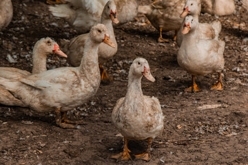 A large group of healthy white ducks in a farm for the concept of domestic farming. Poultry.