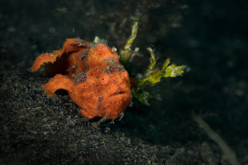 Fototapeta premium Frogfish. Underwater macro photography from Anilao, Philippines 