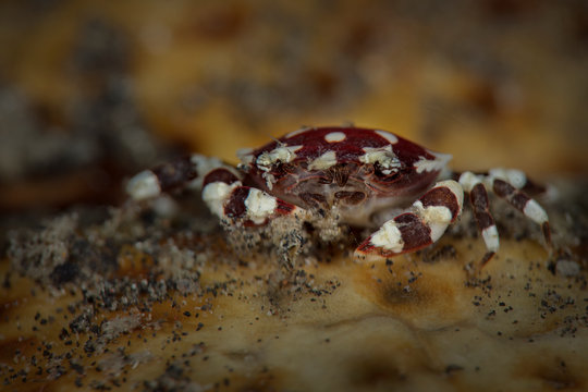 Red-spotted white crab (Liocarcinus orbicularis) on the Sea cucumbers (Holoturian commensal).  Underwater macro picture from diving in Lembeh Strait, Indonesia 