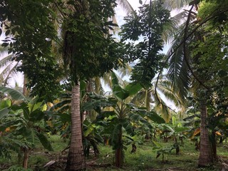 Fototapeta premium palm trees in the park