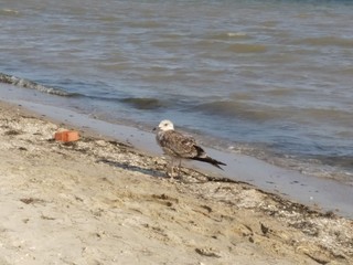 bird on beach