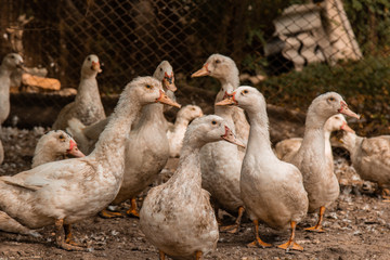A large group of healthy white ducks in a farm for the concept of domestic farming. Poultry.