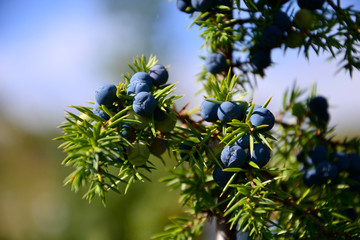 Juniper branches with blue berries.