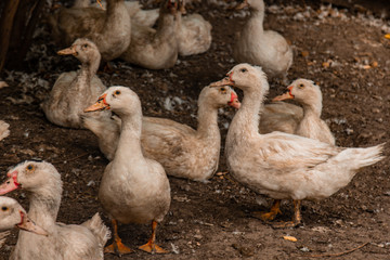 A large group of healthy white ducks in a farm for the concept of domestic farming. Poultry.