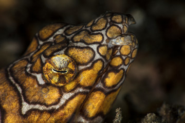 Napoleon snake ell (Ophichthus bonaparti) in Ambon bay, Indonesia
