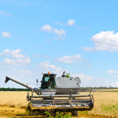 Fototapeta premium Harvester machine working in field .