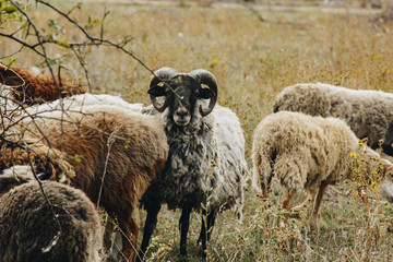 A flock of brown, white and black sheep graze in the field. Artiodactyls, woolen animals.