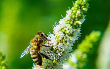 bee on flower