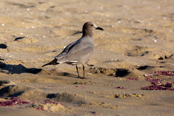 Seagull Garuma (Gaviota Garuma) Latin Name: Leucophaeus modestus. Tongoy Chile