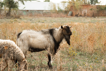 A flock of brown, white and black sheep graze in the field. Artiodactyls, woolen animals.