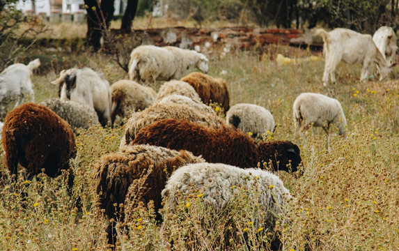 A flock of brown, white and black sheep graze in the field. Artiodactyls, woolen animals.