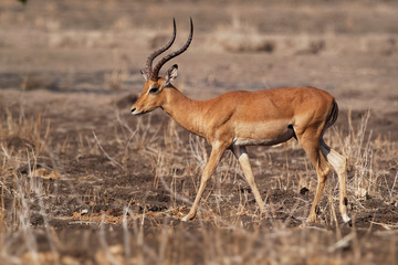 Naklejka na ściany i meble Impala - Aepyceros melampus medium-sized antelope found in eastern and southern Africa. The sole member of the genus Aepyceros, jumping and fast running mammal
