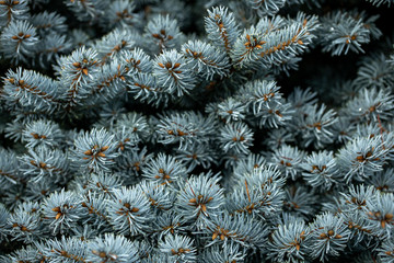 Naklejka na ściany i meble Closeup of branches of blue spruce fir tree