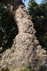 Fototapeta na wymiar Rough Textured Tree Trunk in Bright Sun light in European Public Park